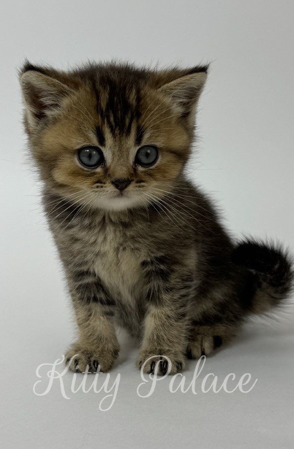 Gwen - Scottish Straight Kitten for Sale, Buy Kitten in USA. Kitty Palace Cattery