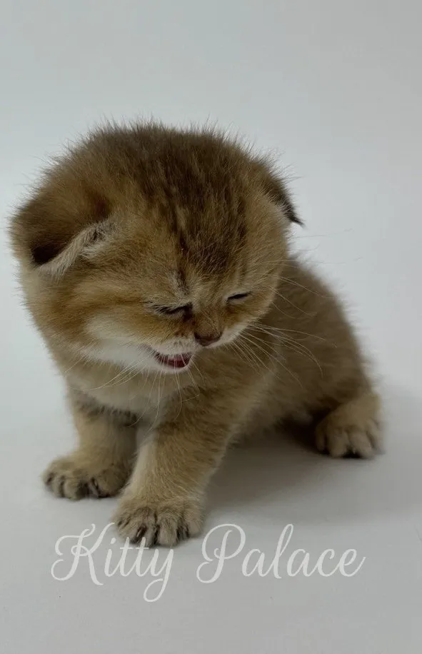 Cute folded ear kitten Harish mid-meow with eyes closed on white surface