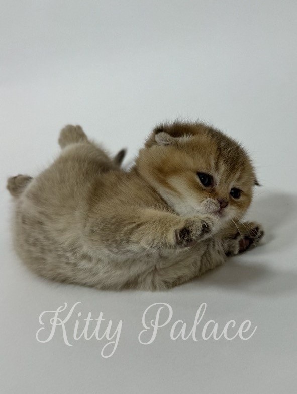 Harish - Scottish Fold Kitten for Sale, Buy Kitten in USA. Kitty Palace Cattery