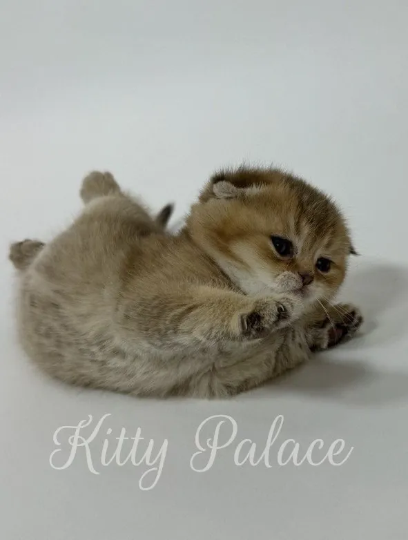 Fluffy Scottish Fold kitten Harish lying on his back and playing with paws