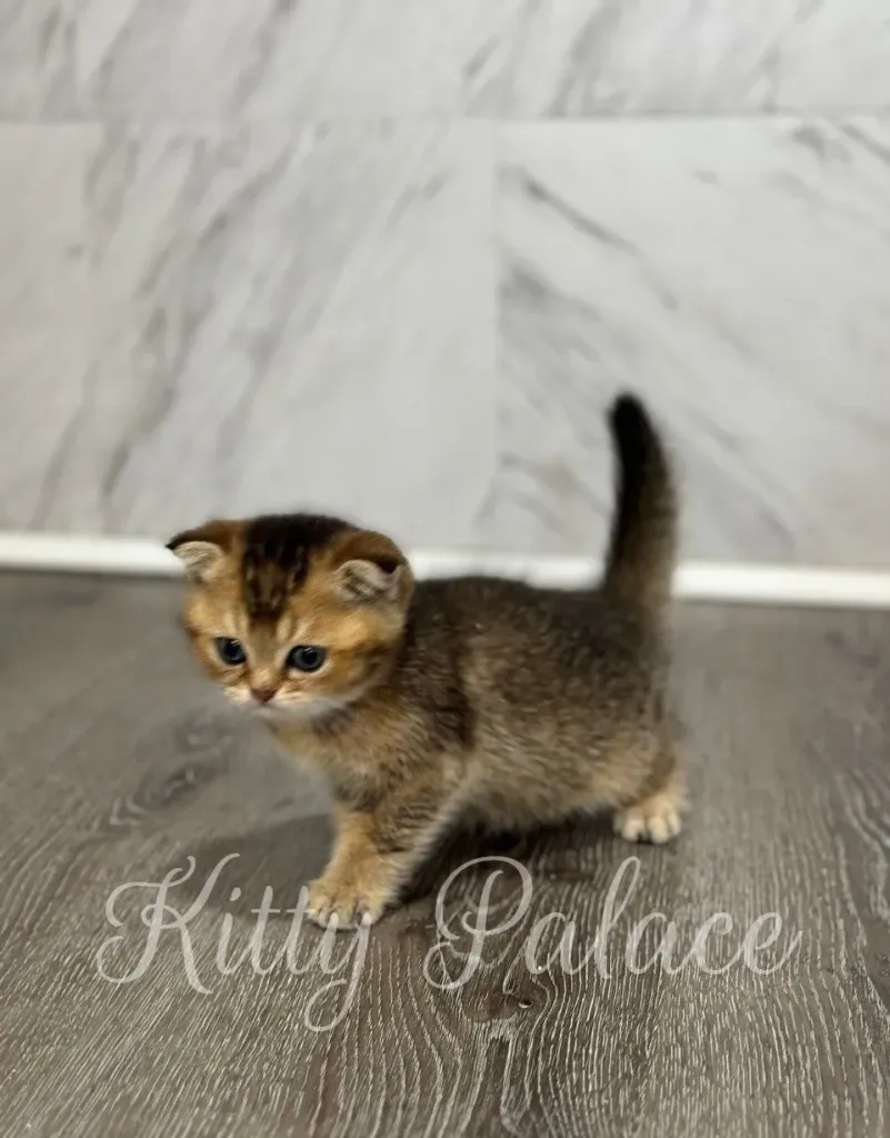 Playful kitten Ivan walking across the room with tail up and folded ears