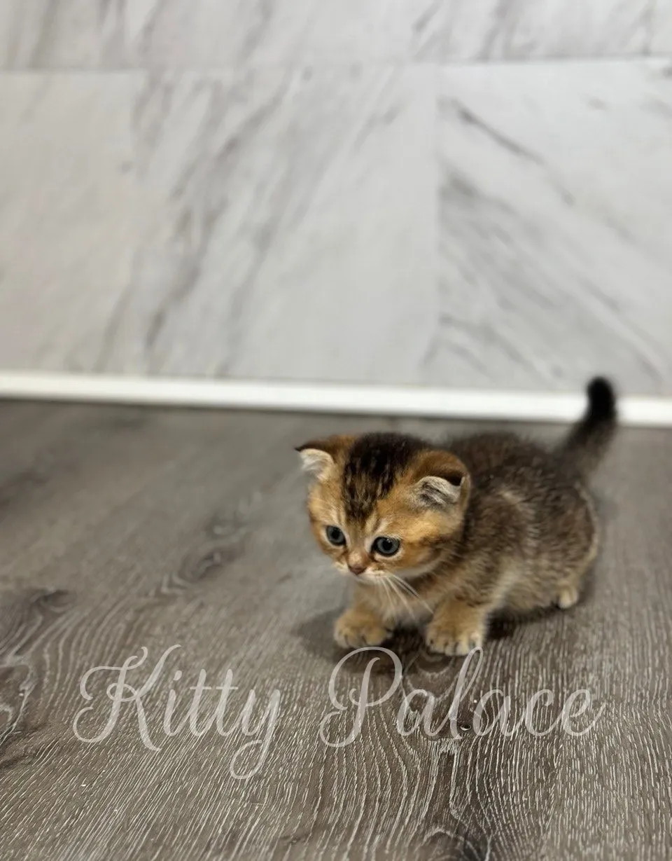 Cute Scottish Fold kitten exploring new surroundings with alert expression