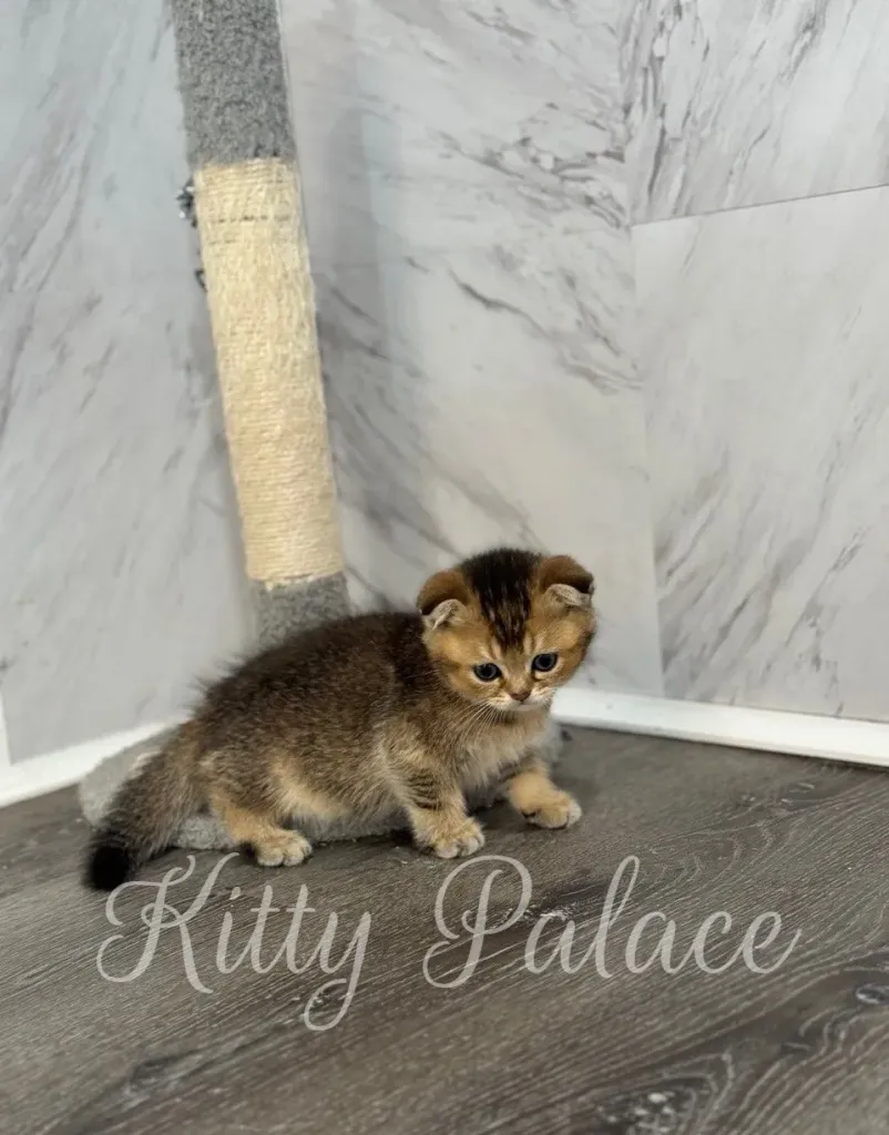 Black golden chinchilla kitten Ivan standing near scratch post in the corner