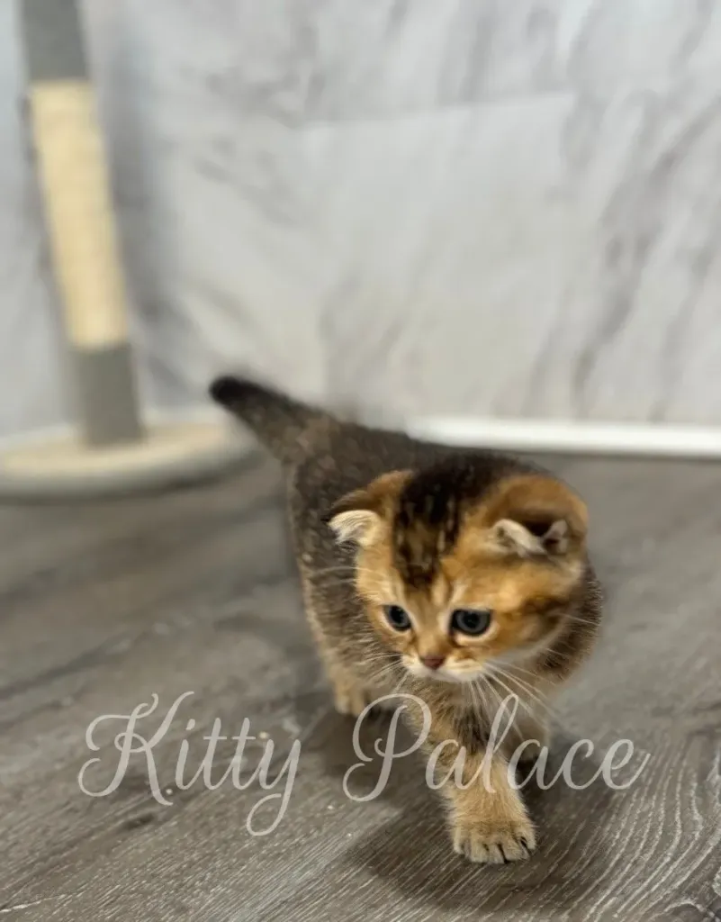 Kitten Ivan walking confidently across wooden floor with charming folded ears