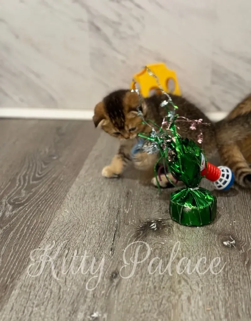 Scottish Fold kitten playing with green toy — perfect for families near you