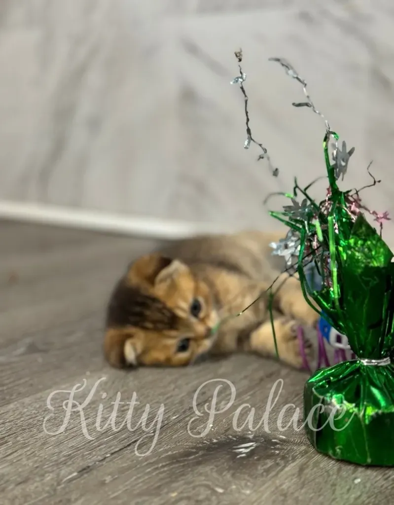 Ivan laying on the floor, relaxing next to shiny festive toy