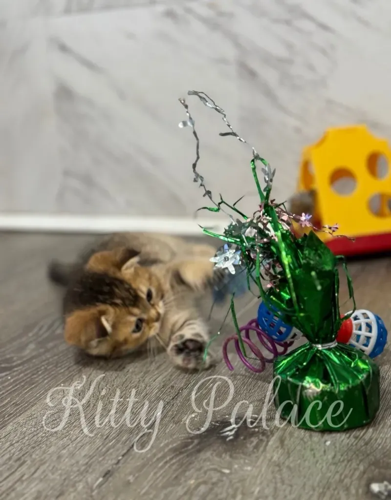 Black golden chinchilla Scottish Fold kitten near me playing with curly ribbon