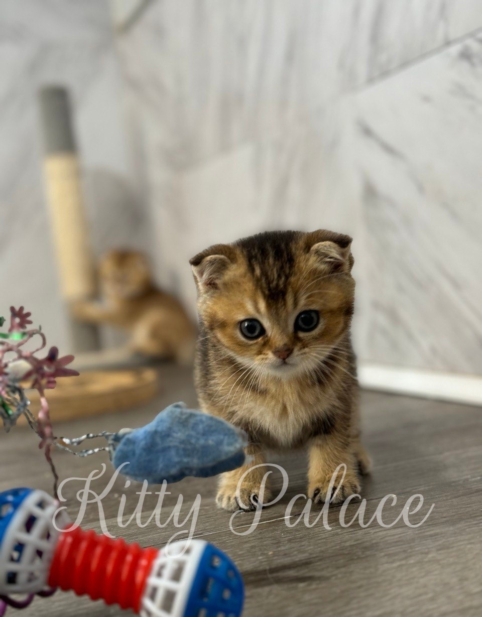Ivan - Scottish Fold Kitten for Sale, Buy Kitten in USA. Kitty Palace Cattery