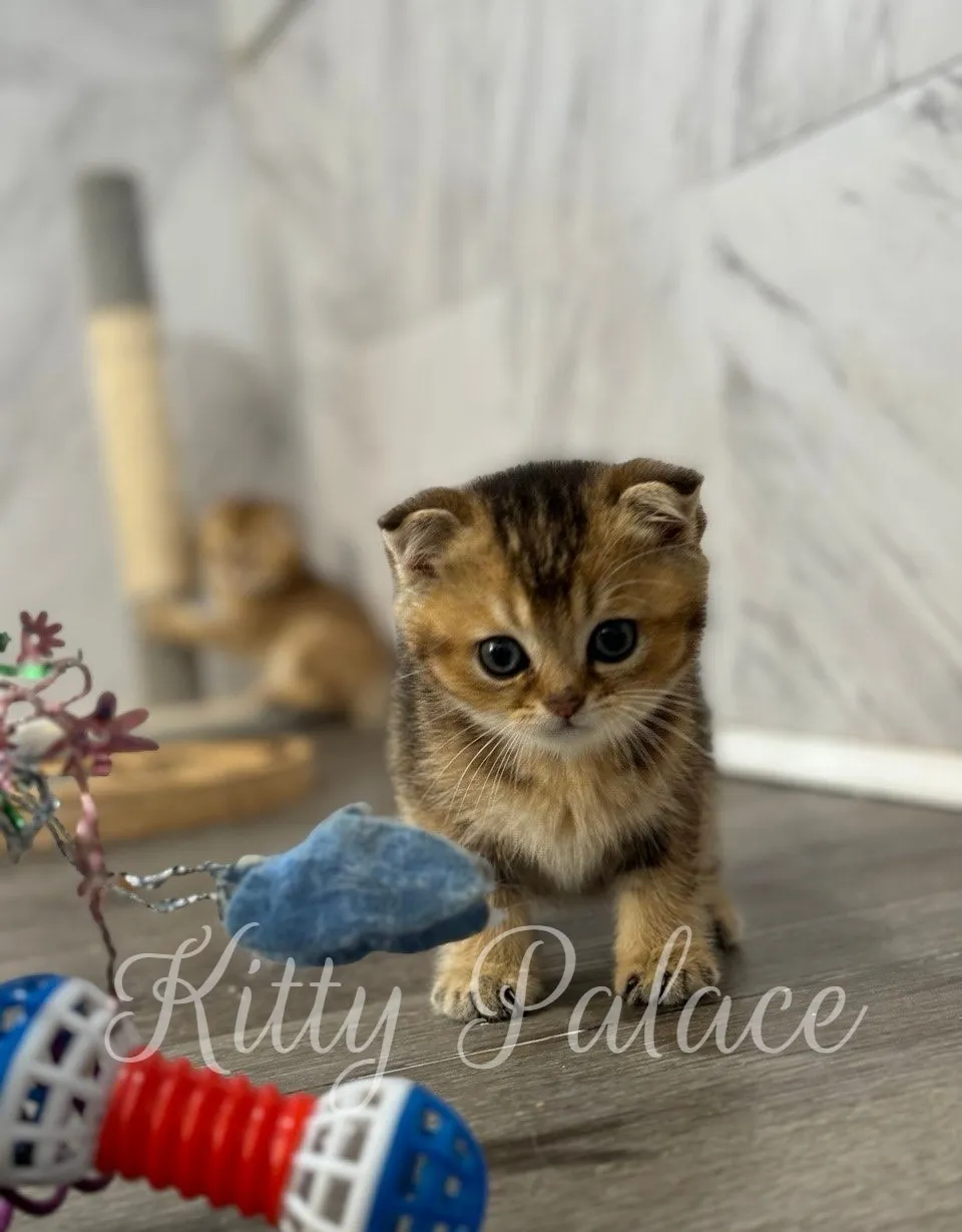 Scottish Fold kitten Ivan sitting curiously beside colorful cat toys on the floor