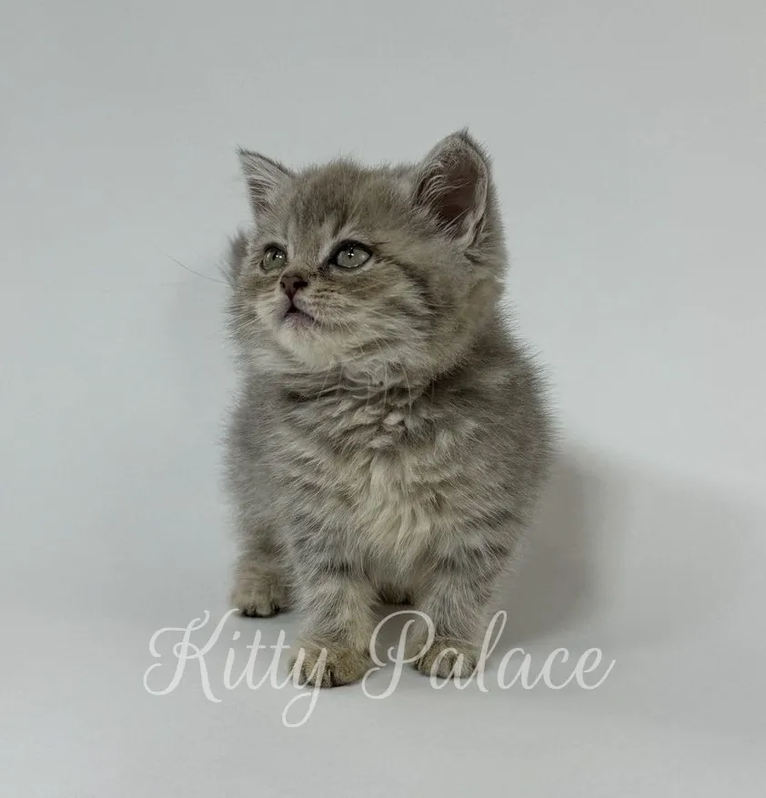 Calm tabby kitten with blue undertones sitting on white background