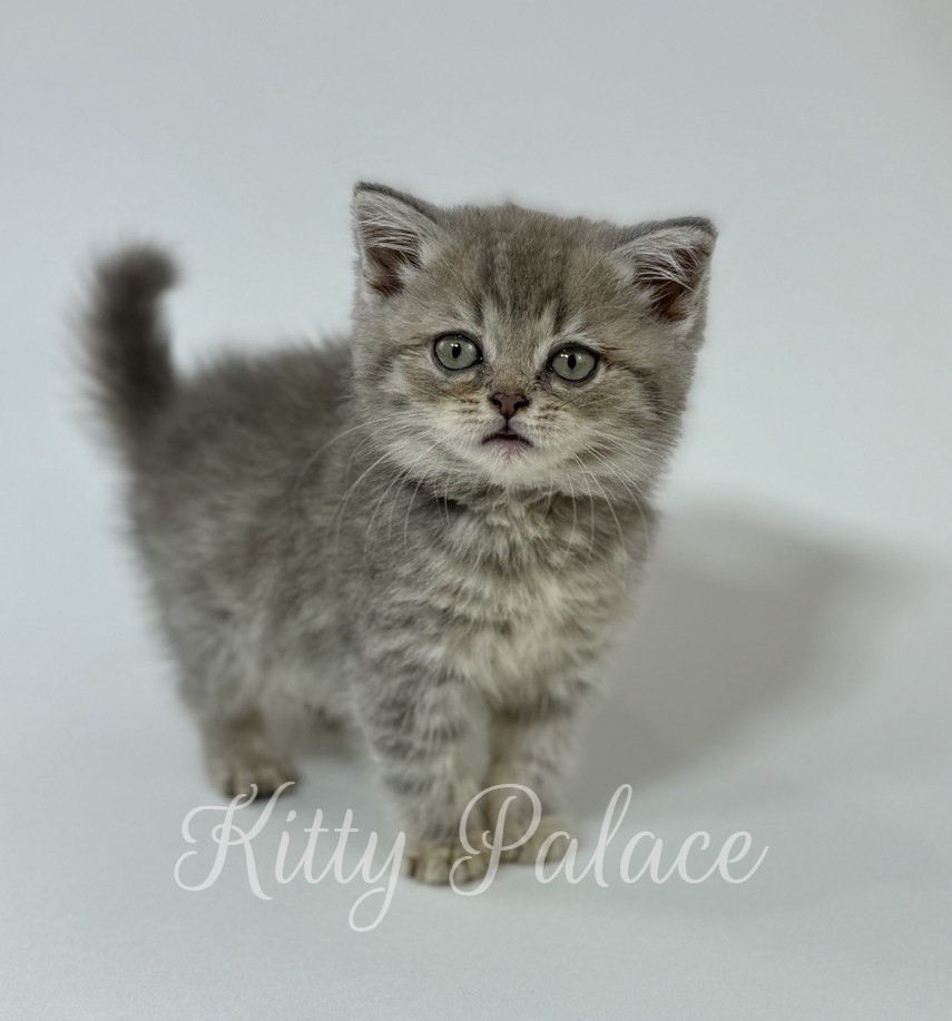 Tina - Scottish Straight Kitten for Sale, Buy Kitten in USA. Kitty Palace Cattery