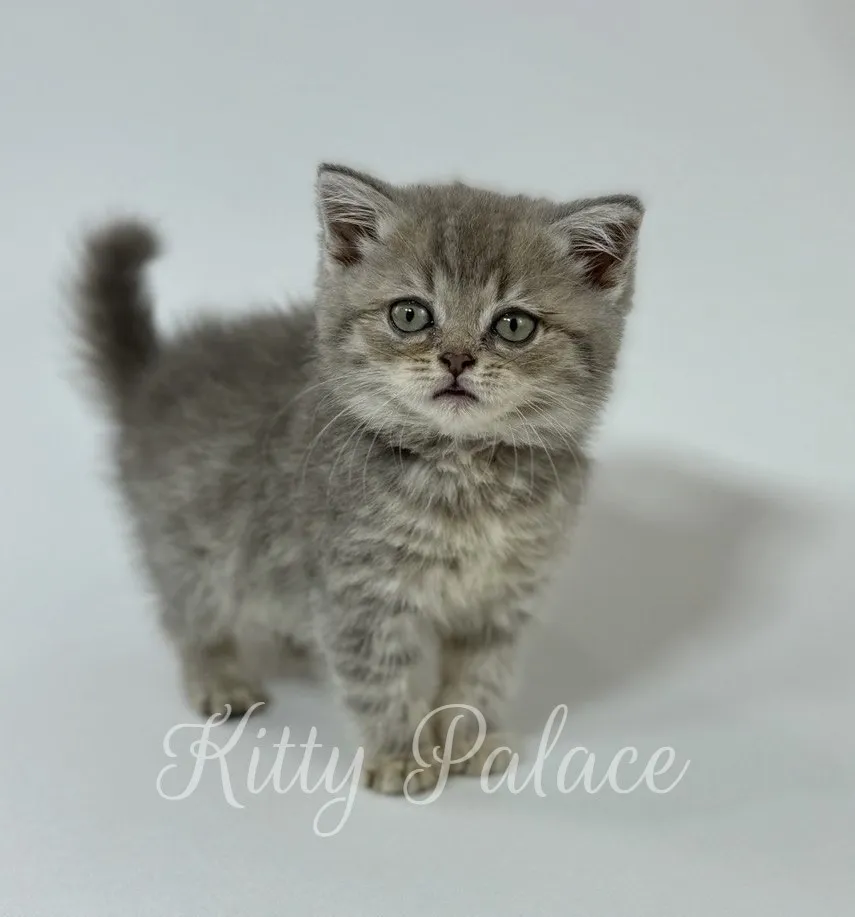 Fluffy Scottish Straight tabby kitten looking straight into camera