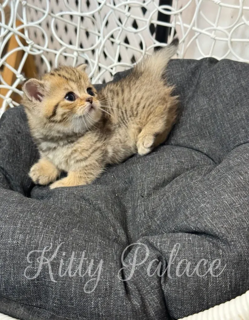 Brown munchkin kitten sniffing iridescent gift decoration