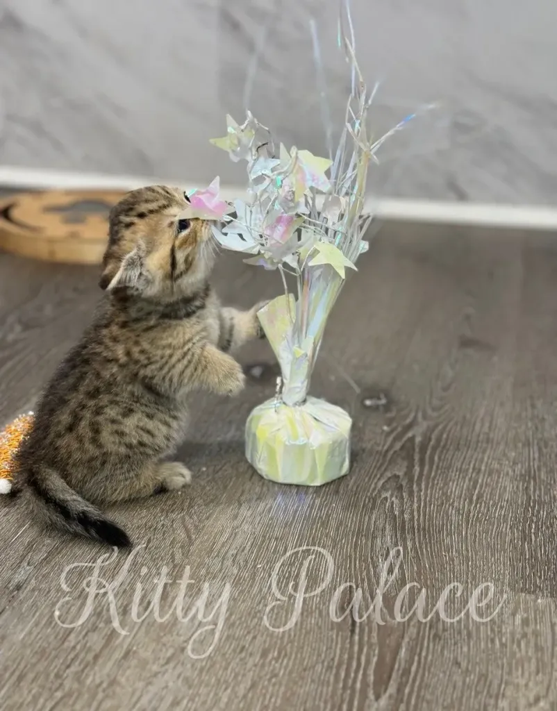 Scottish kitten Iona walking across wooden floor past decor