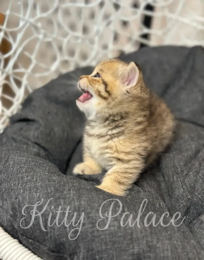 Iona the munchkin kitten sitting upright and alert in a padded round chair