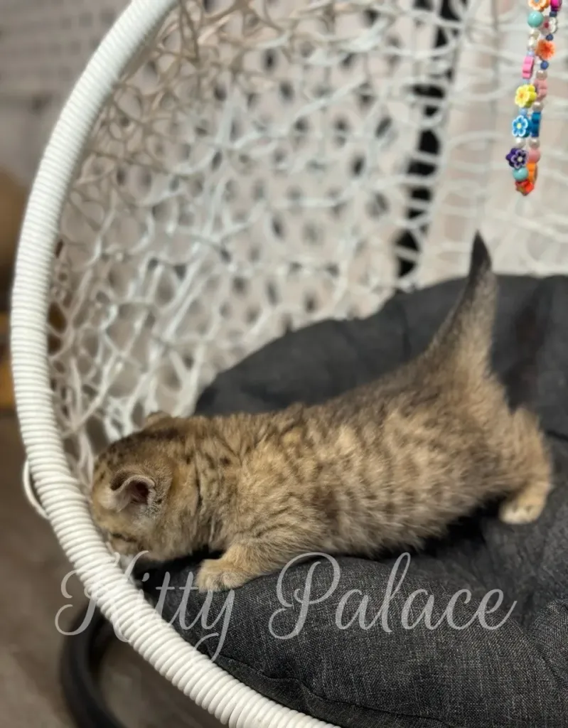 Brown tabby munchkin kitten Iona standing near shiny gift wrap decoration