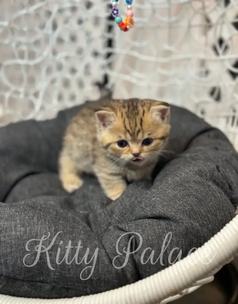 Munchkin kitten Iona looking curious with tongue out on her soft bed