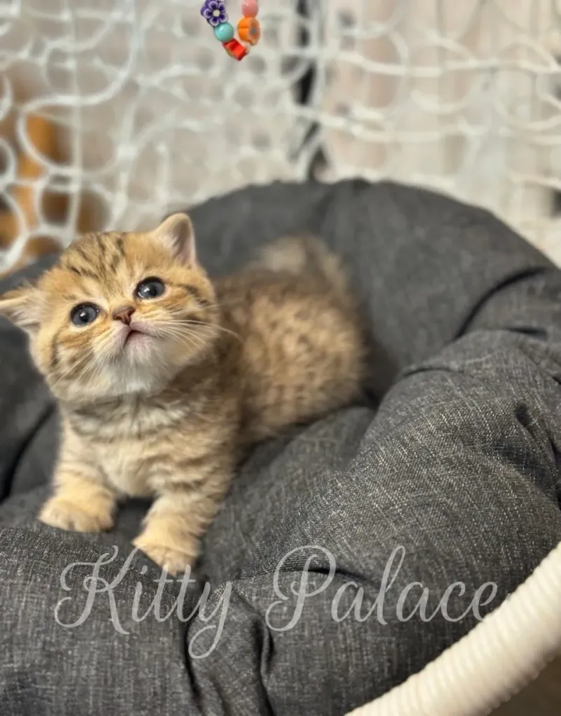 Iona the munchkin kitten gazing up while resting in a cozy chair