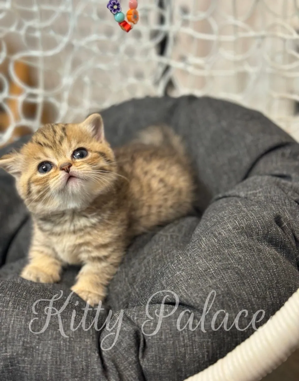 Iona the munchkin kitten gazing up while resting in a cozy chair