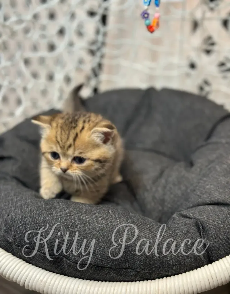 Munchkin tabby kitten Iona stretching with paws forward on soft bedding