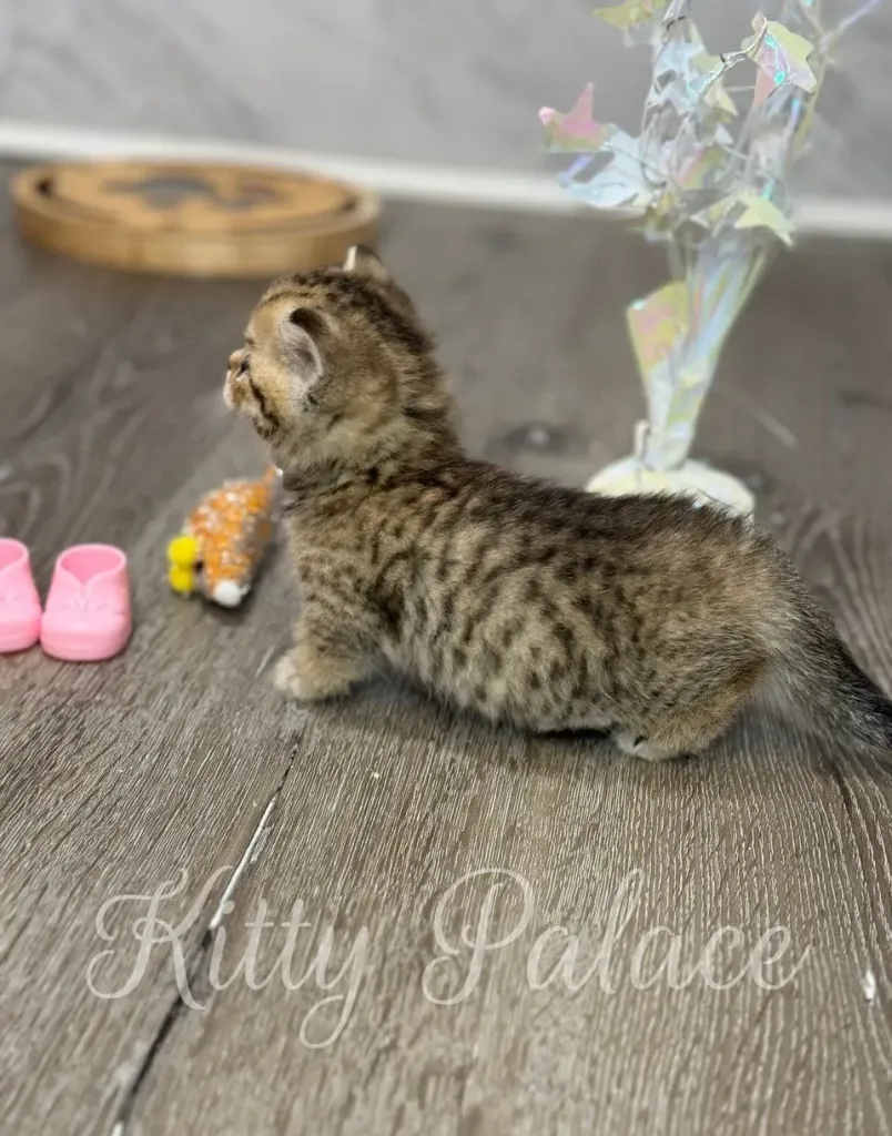 Munchkin kitten Iona tilting her head up at dangling toy