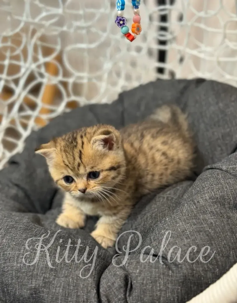 Brown ticked tabby kitten Iona sitting in a dark round cushion