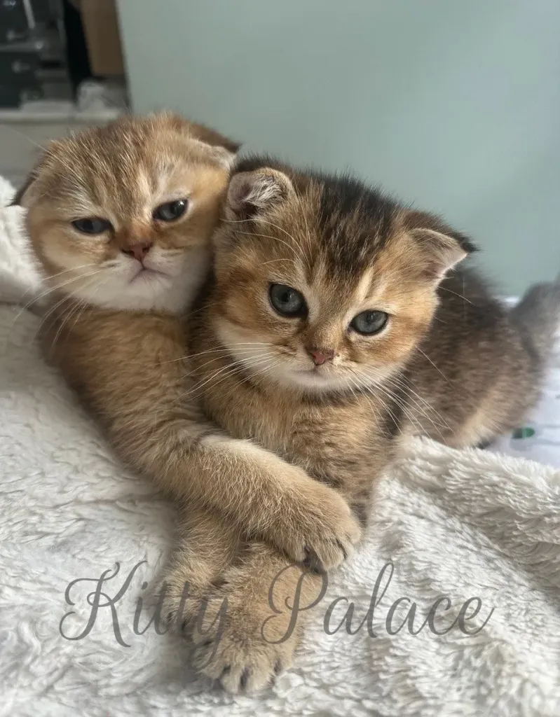Ivan and Harish. Scottish Fold and Straight Kittens for sale. Buy Kitten in USA