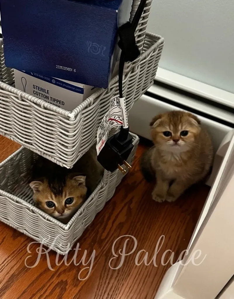 Ivan and Harish. Scottish Fold and Straight Kittens for sale. Buy Kitten in USA