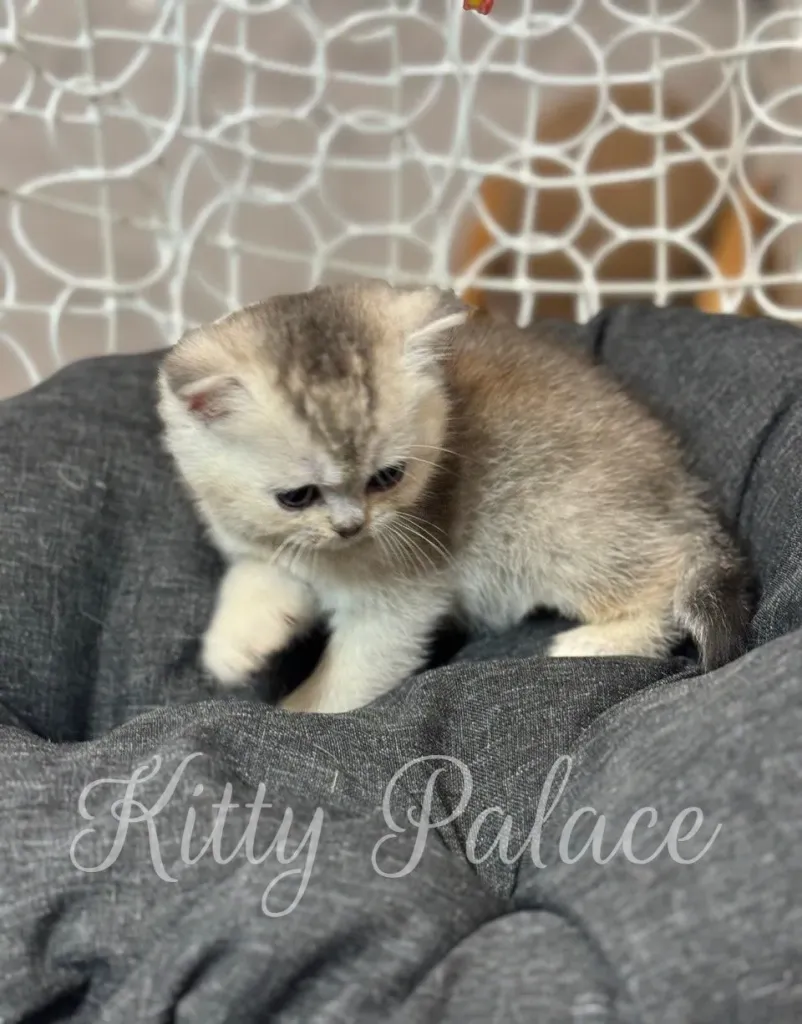 Scottish straight kitten Lola gently exploring her soft round cushion