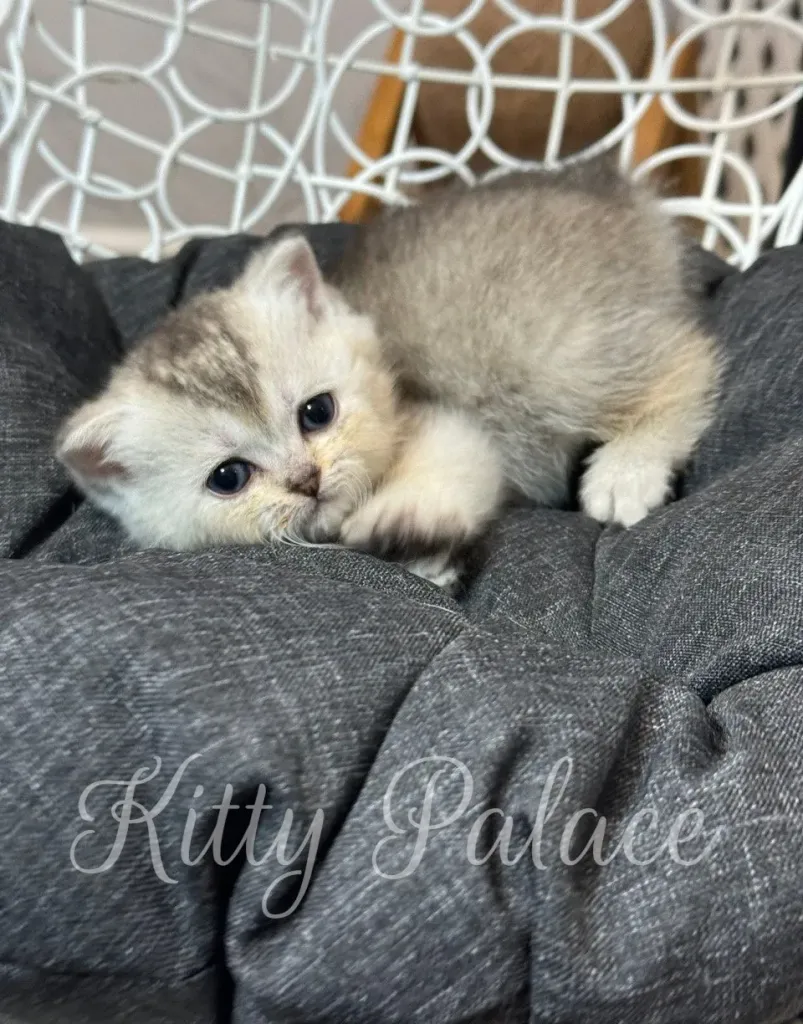 Golden silver chinchilla kitten Lola relaxing in a nest-shaped pet chair