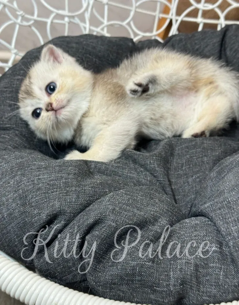Sweet Lola kitten showing her belly while lying comfortably on the cushion