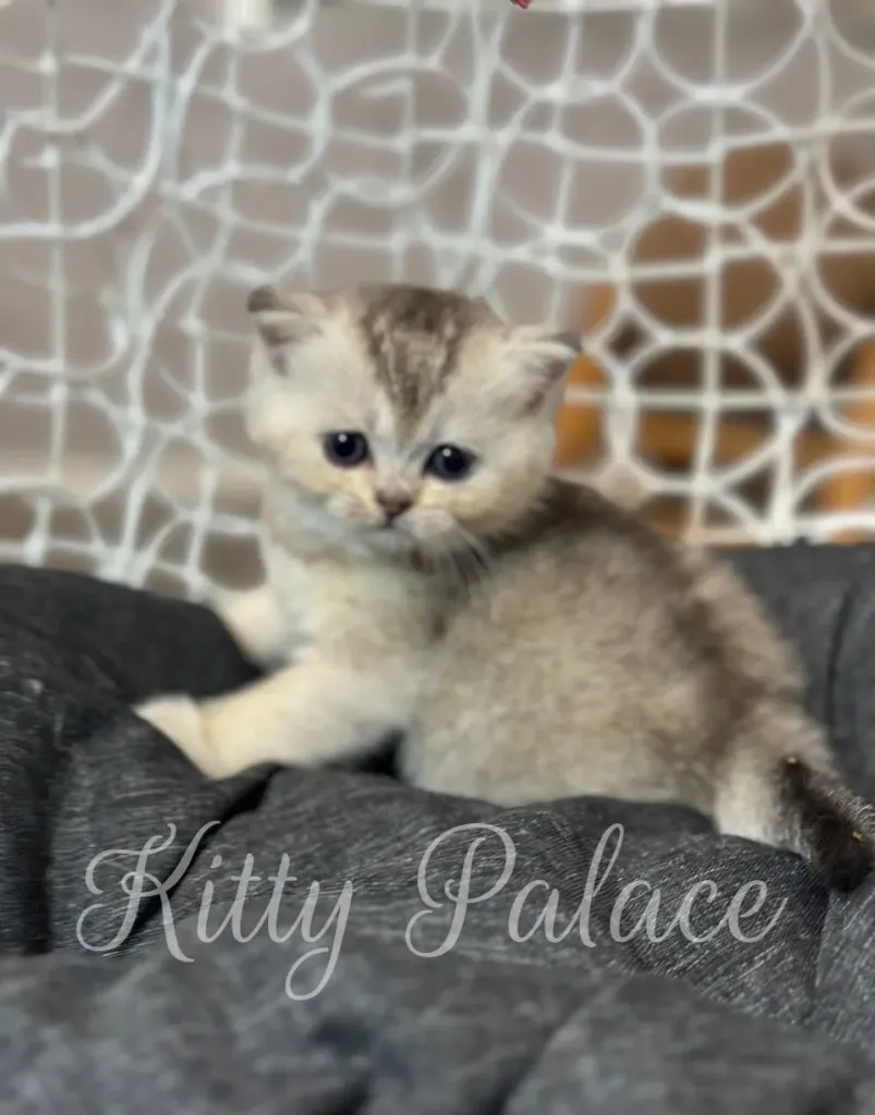 Lola the scottish straight hair kitten with silver and golden fur in a cozy dark bed