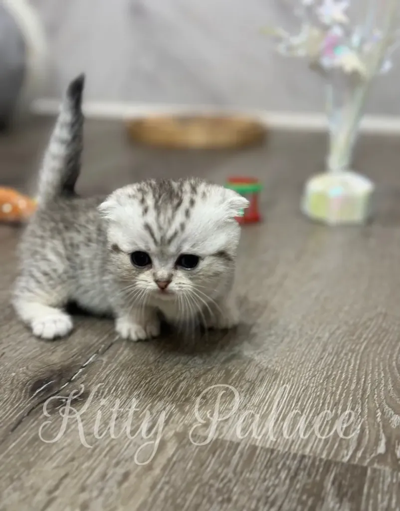 Munchkin cat for sale nearby Mary taking small steps on a clean indoor surface