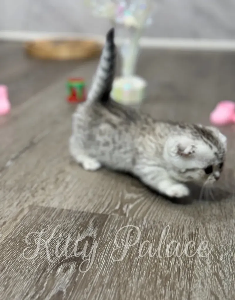 Mary, a cute Munchkin cat, curiously walking around her cozy home