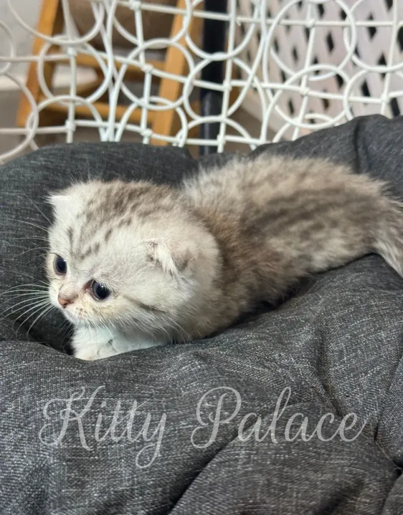 Munchkin cat for sale nearby sitting comfortably in a bright room