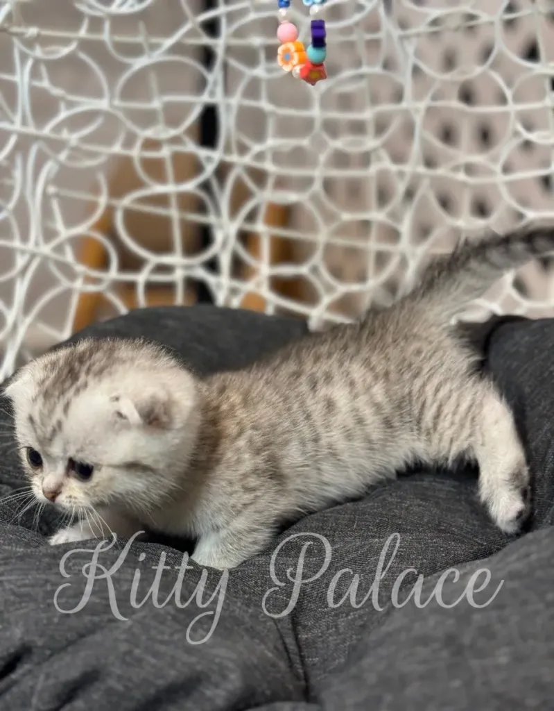 Mary the Munchkin cat posing gracefully with her tiny legs and sweet face