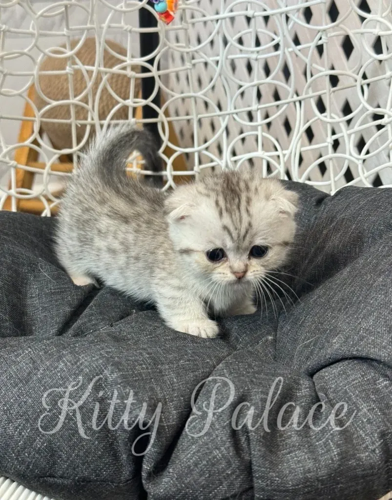 Mary the Munchkin kitten striking a pose in a warm, inviting indoor setting.