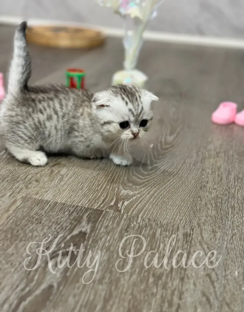 Mary the Munchkin kitten walking across the floor exploring her new space