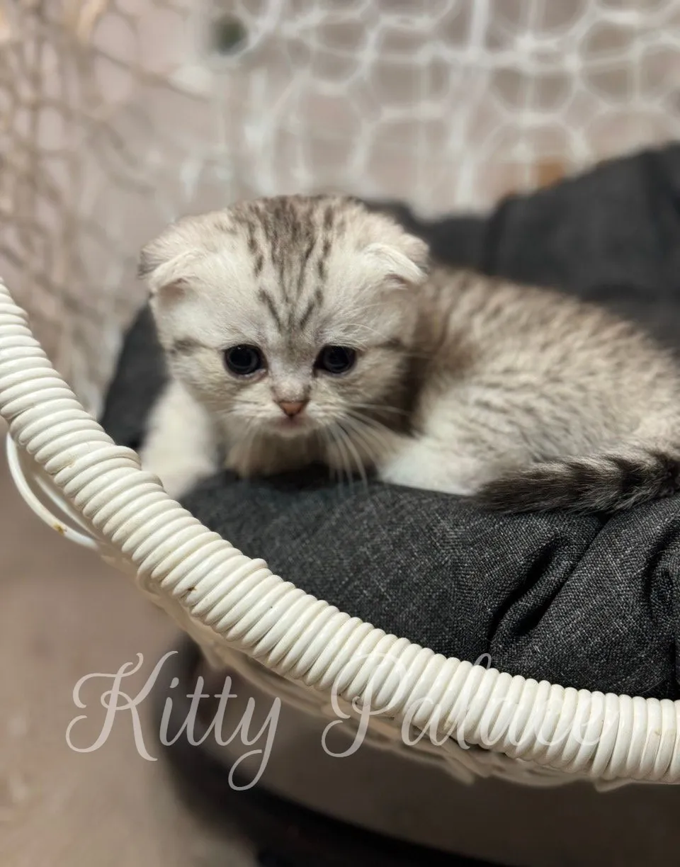 Meet Mary, the adorable Munchkin kitten, who’s sitting quietly and curiously taking in everything around her.