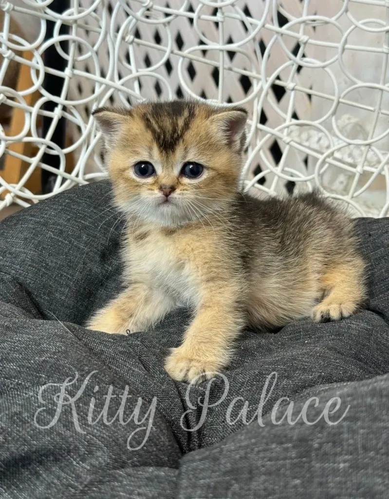 Golden Scottish Straight kitten Mia sitting calmly with wide eyes