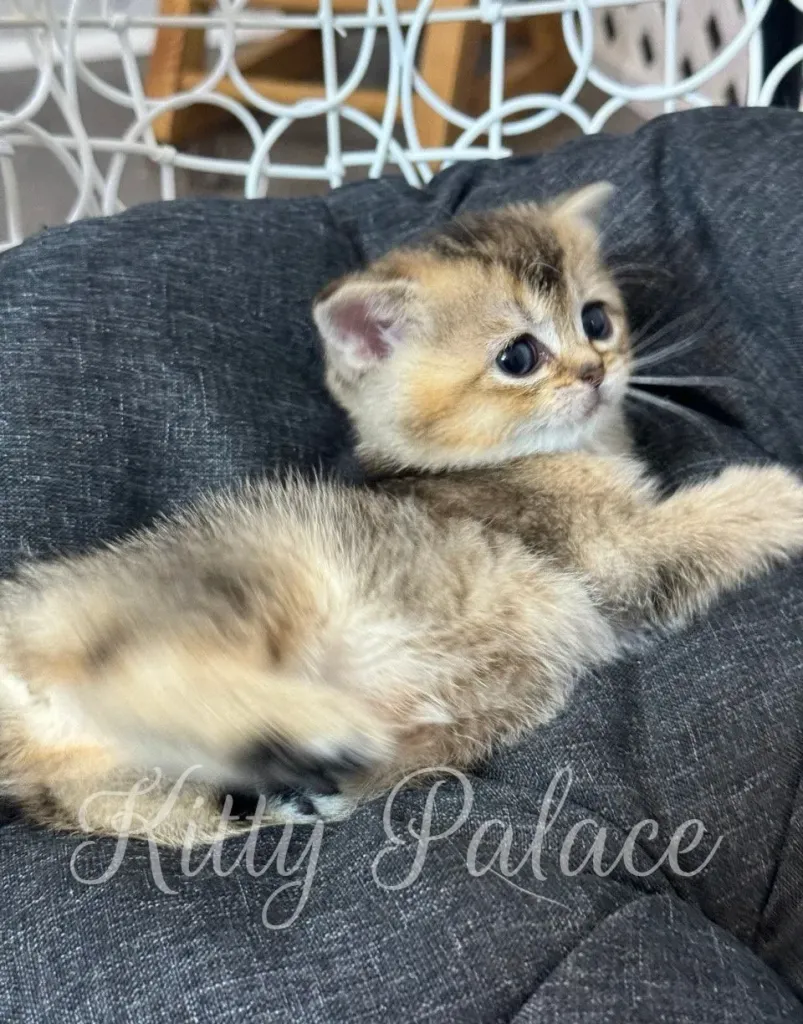 Side view of Scottish Straight kitten with golden shaded coat