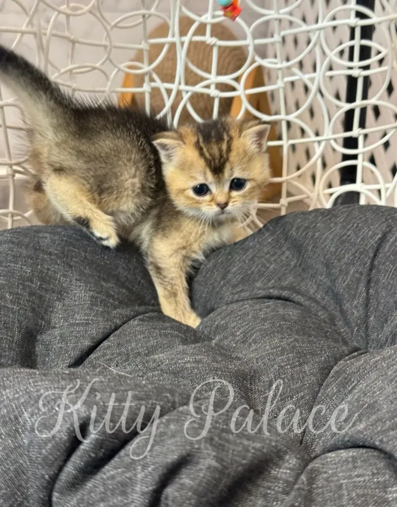 Mia climbing on cushion, playful and alert