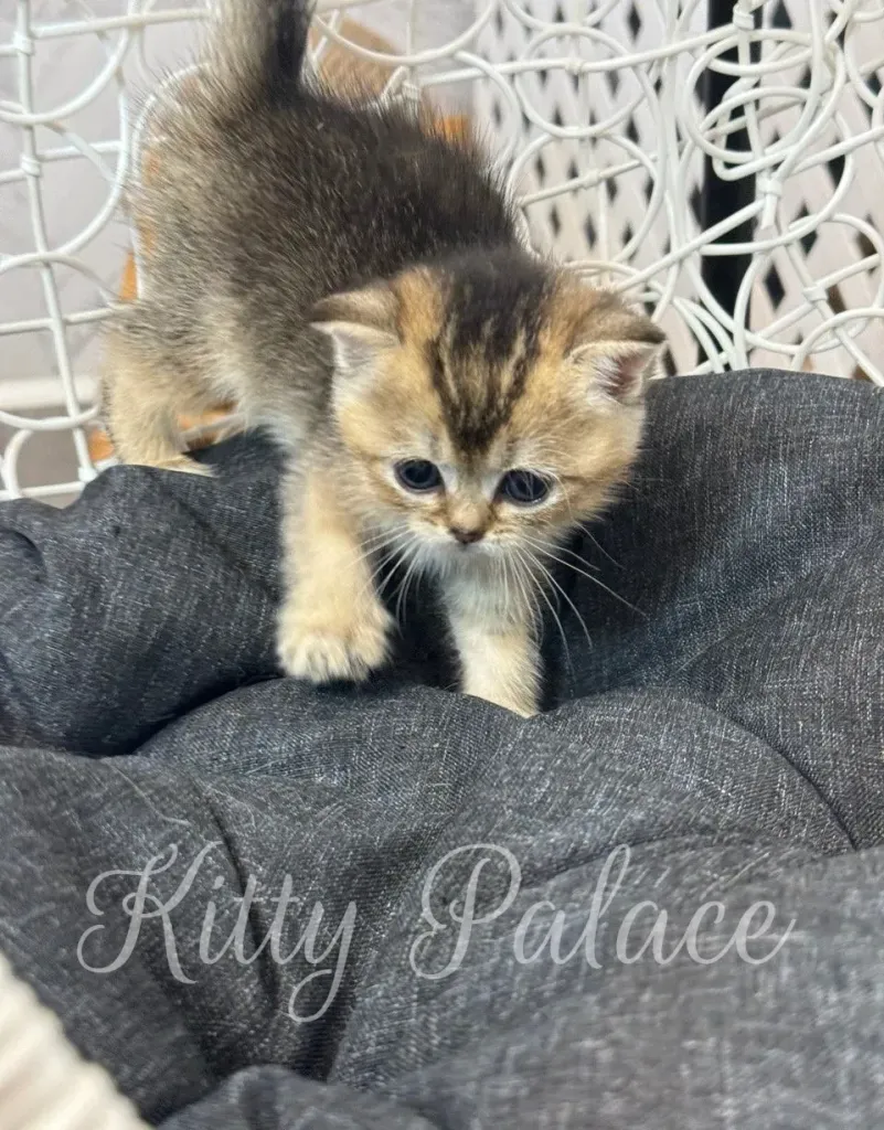 Golden chinchilla kitten exploring her surroundings on a cushion