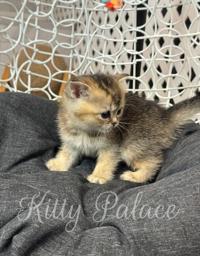 Scottish Straight kitten glancing to the side, fluffy and curious