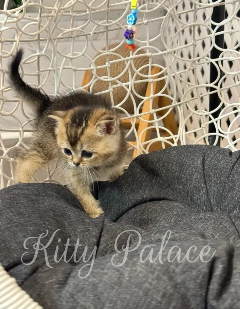 Mia the kitten getting ready to pounce in a playful pose