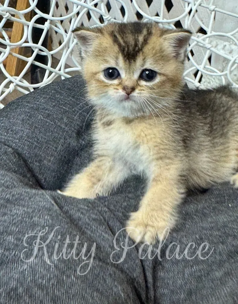 Scottish Straight kitten with golden chinchilla fur resting in a gray bed