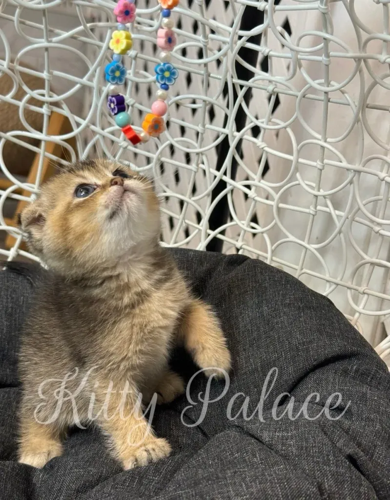 Curious kitten looking up at colorful beads