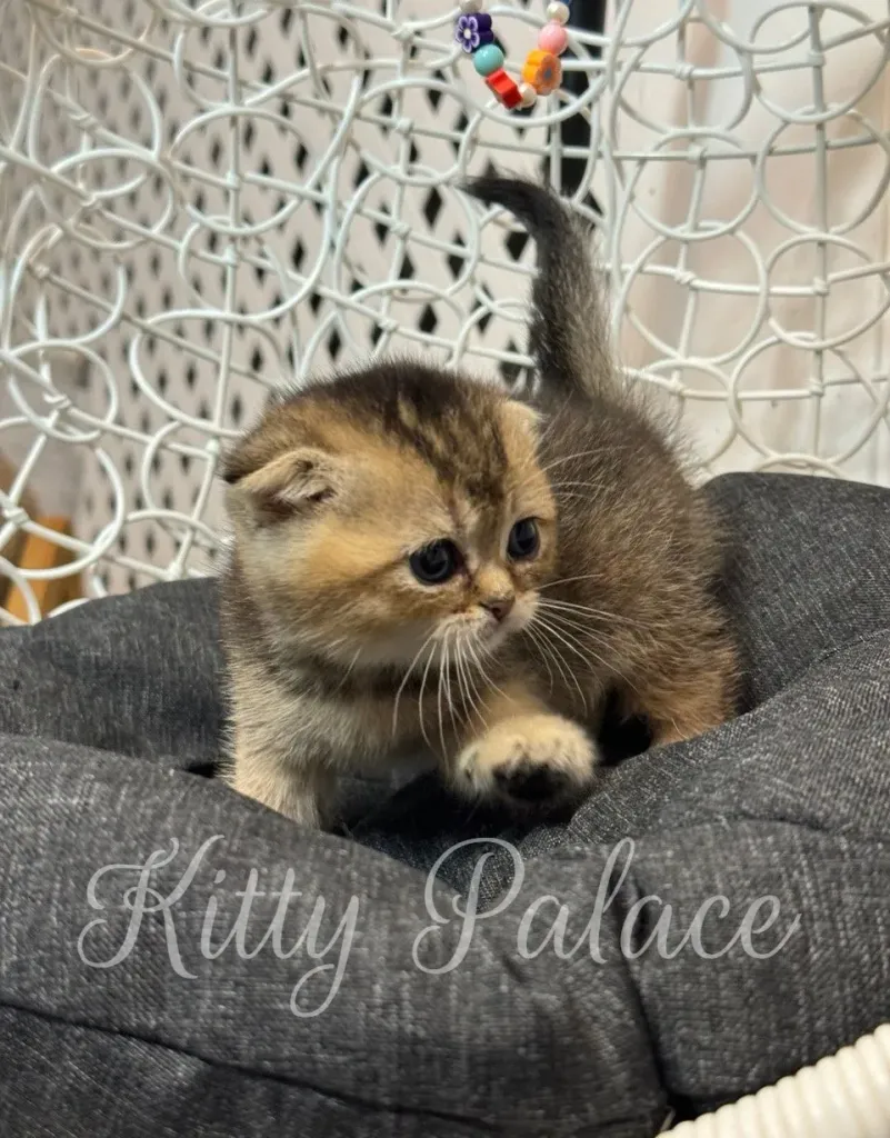 Playful Scottish Fold kitten with folded ears exploring the pillow
