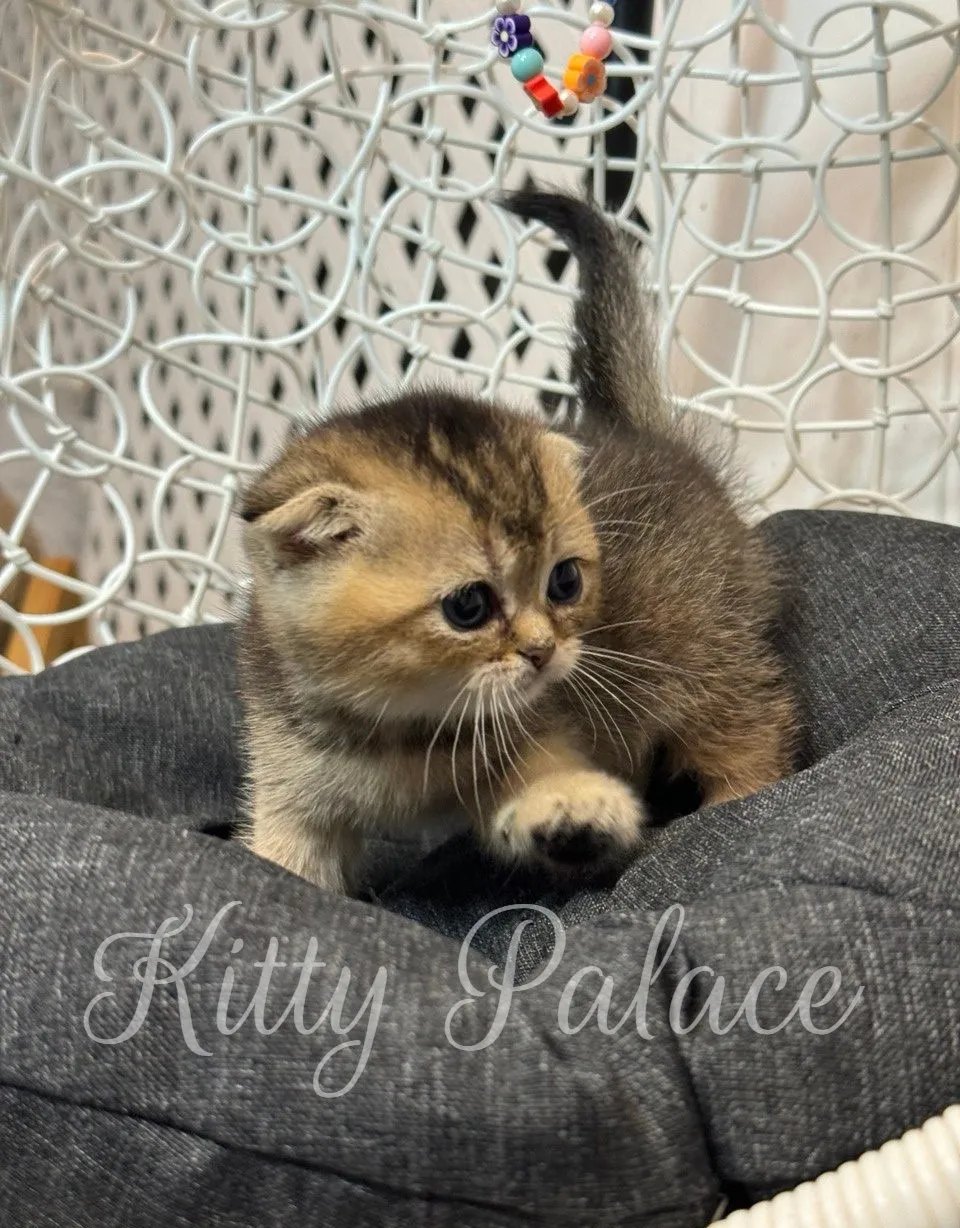 Playful Scottish Fold kitten with folded ears exploring the pillow