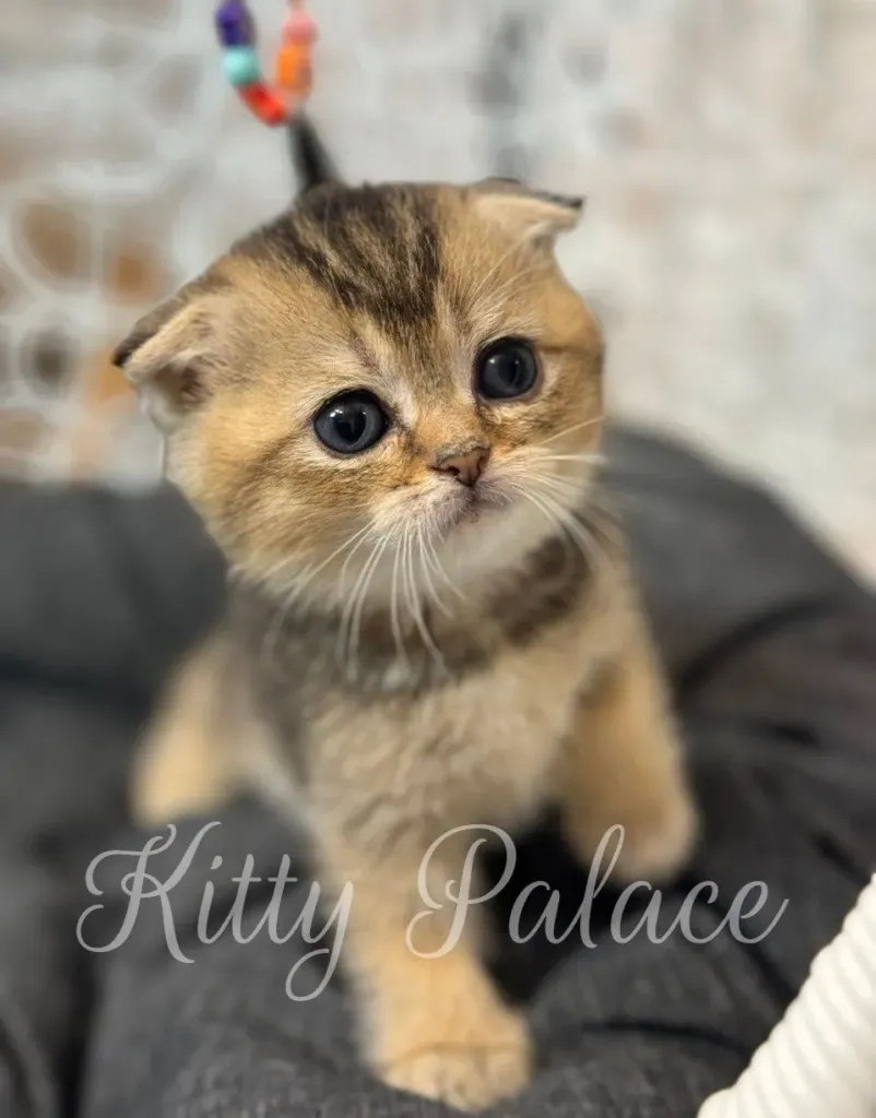 Close-up of Stella, the black golden chinchilla Scottish Fold kitten with big round eyes